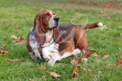 Basset Hound