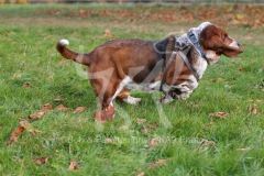 Basset Hound