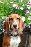 Basset Hound