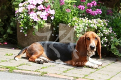 Basset Hound