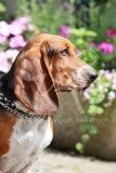 Basset Hound