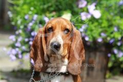 Basset Hound