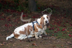 Basset Hound