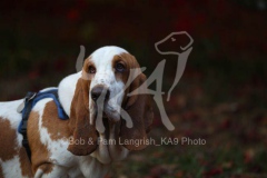 Basset Hound