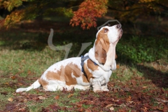 Basset Hound