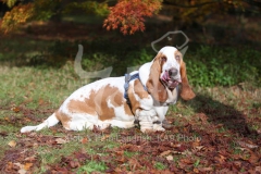 Basset Hound