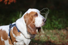 Basset Hound