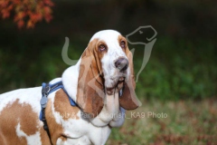 Basset Hound