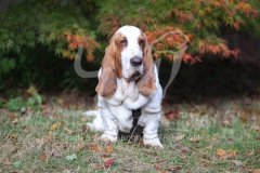 Basset Hound