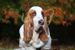 Basset Hound