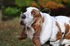 Basset Hound