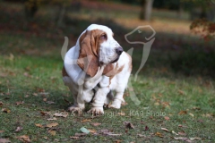 Basset Hound