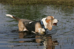 Basset