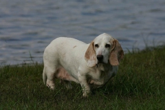 Basset