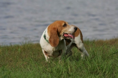 Basset