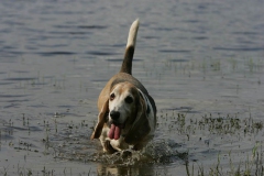 Basset