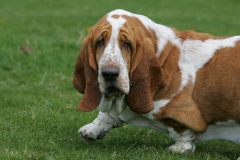 Basset Hound