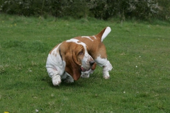 Basset Hound