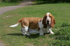 Basset Hound