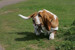 Basset Hound