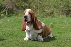 Basset Hound