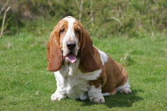 Basset Hound