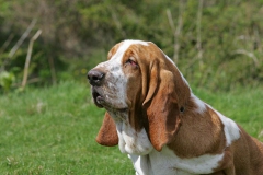 Basset Hound