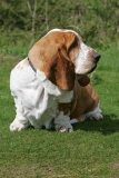 Basset Hound