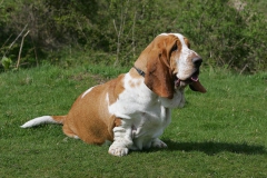 Basset Hound