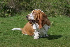 Basset Hound