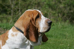 Basset Hound