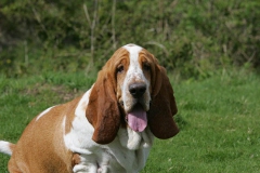 Basset Hound