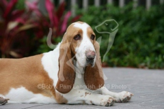 Basset Hound