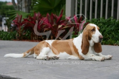 Basset Hound