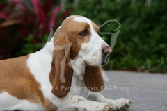 Basset Hound