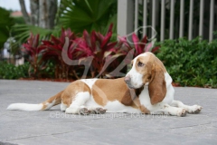 Basset Hound