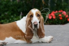 Basset Hound