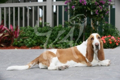 Basset Hound