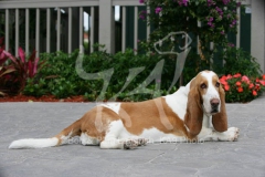 Basset Hound