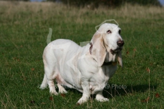 Basset Hound