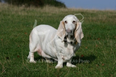 Basset Hound