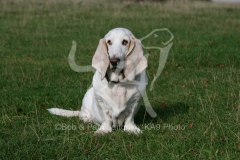 Basset Hound