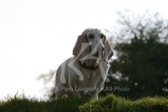 Basset Hound