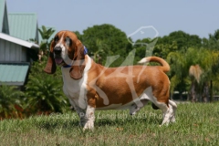 Basset Hound