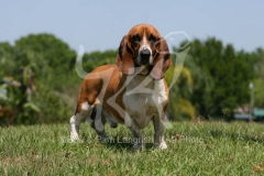 Basset Hound