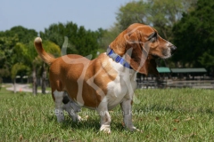 Basset Hound