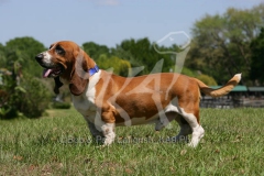 Basset Hound