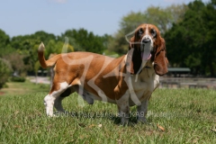 Basset Hound