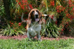 Basset Hound