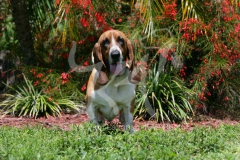 Basset Hound